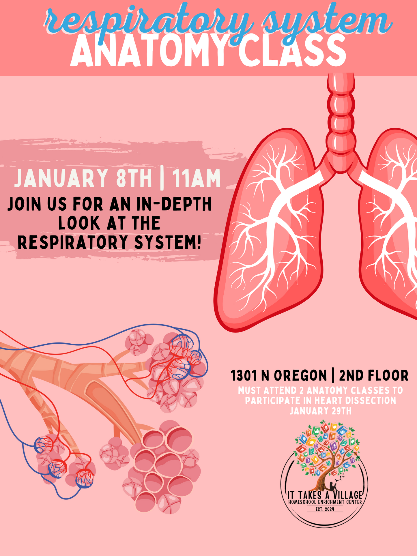 Anatomy Class ~ Respiratory System