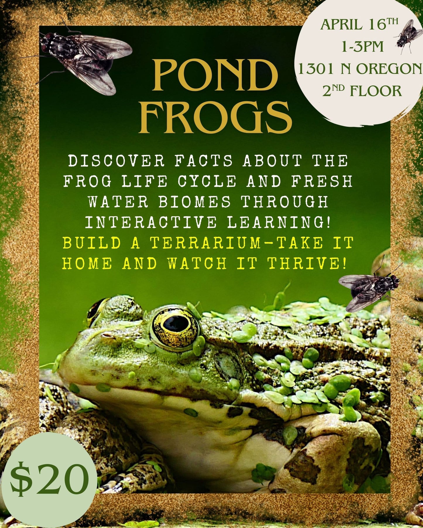 Earth Science: Pond Frogs & Terrariums