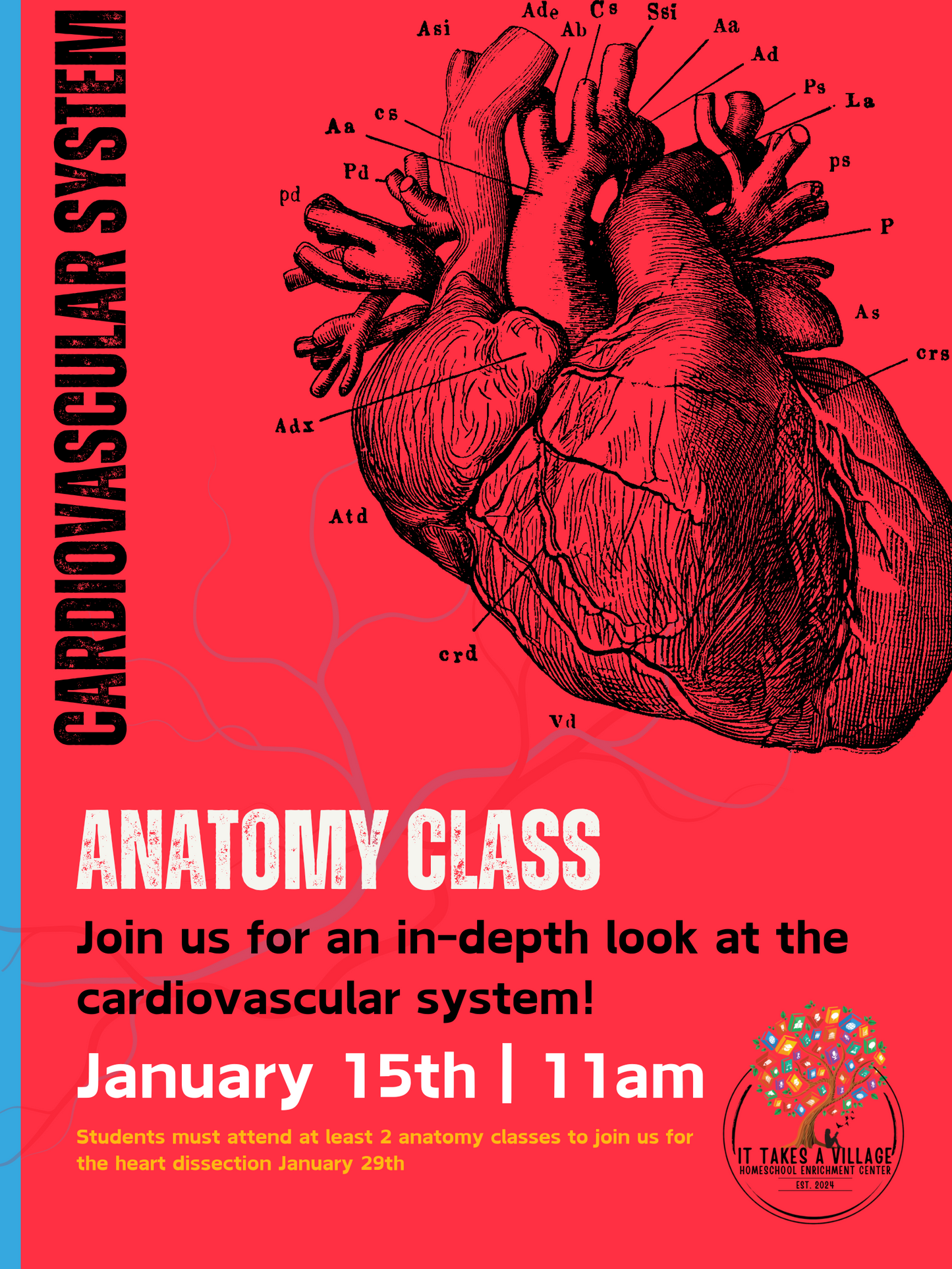 Anatomy Class ~ Cardiovascular System