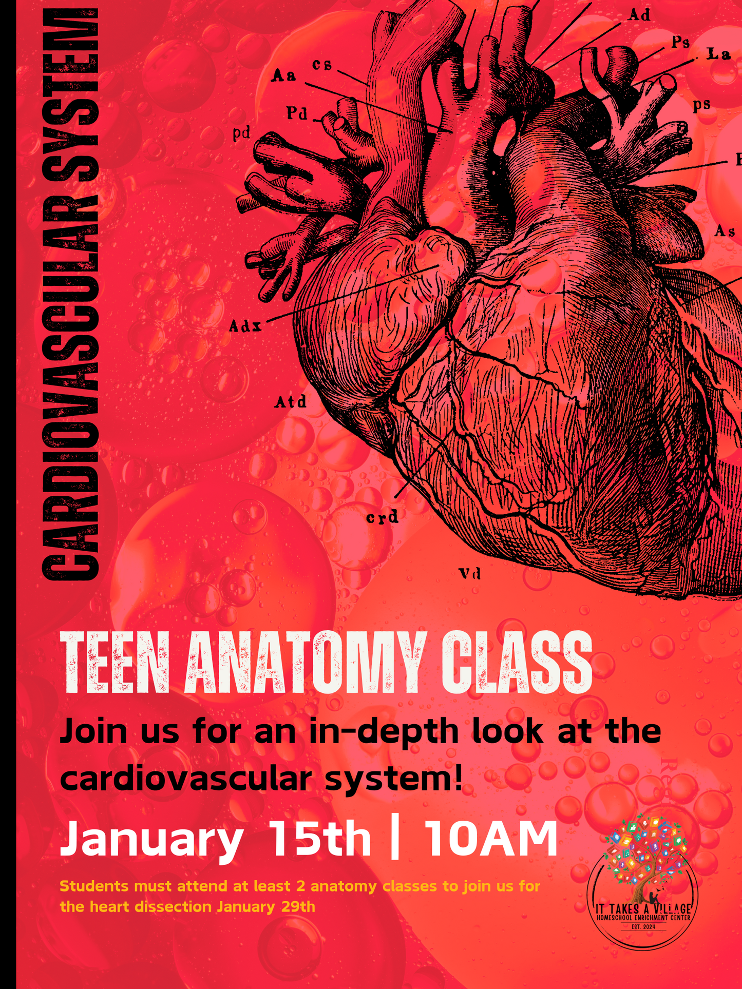Teen Anatomy Class ~ Cardiovascular System
