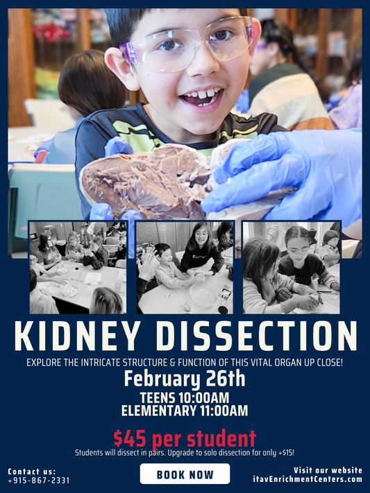 Kidney Dissection