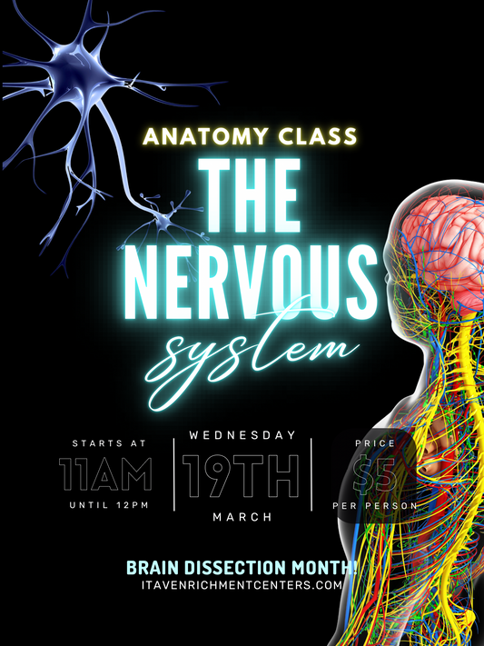 Anatomy Class - 3/19