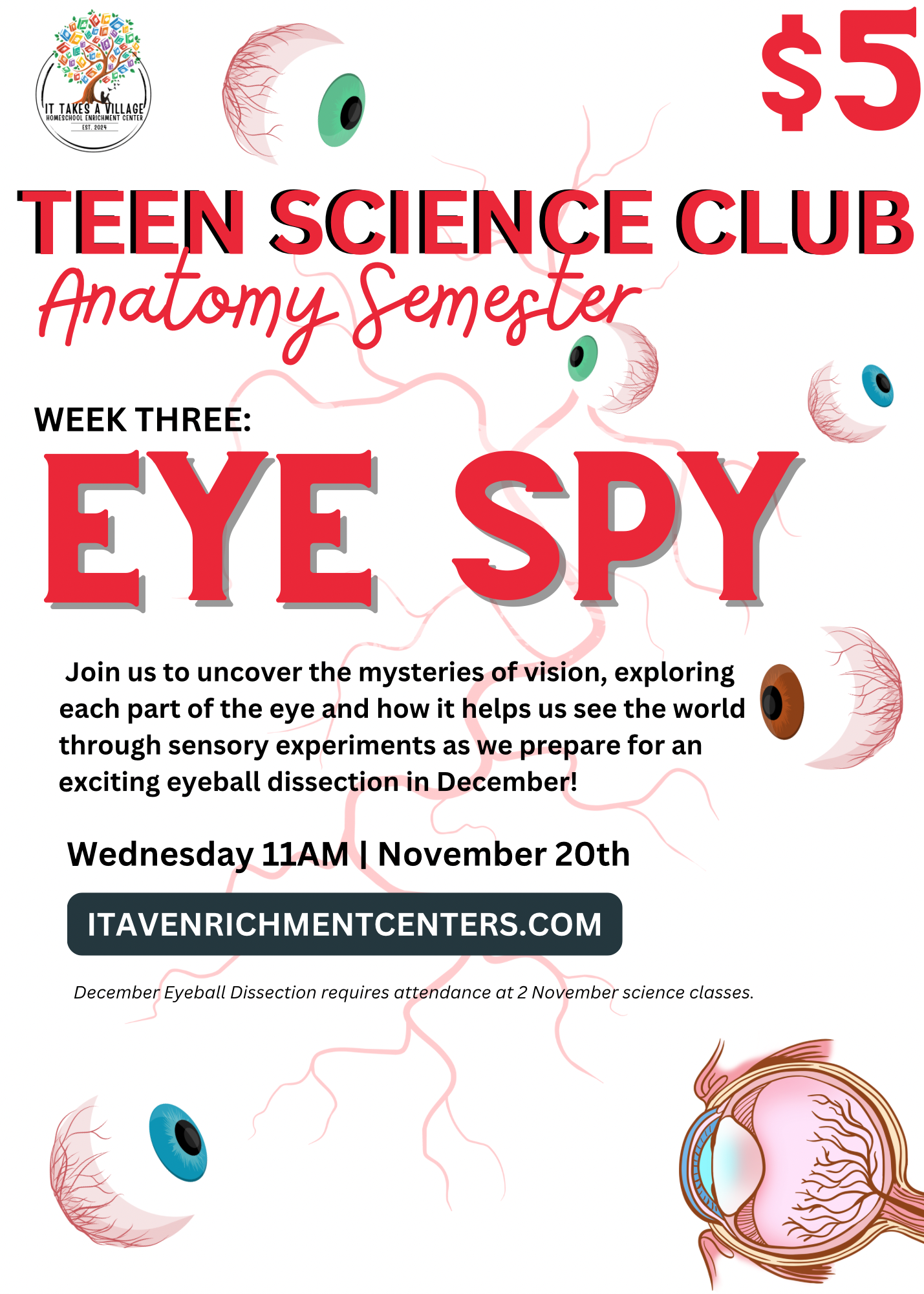 TEEN Anatomy Week 3: Eye Spy