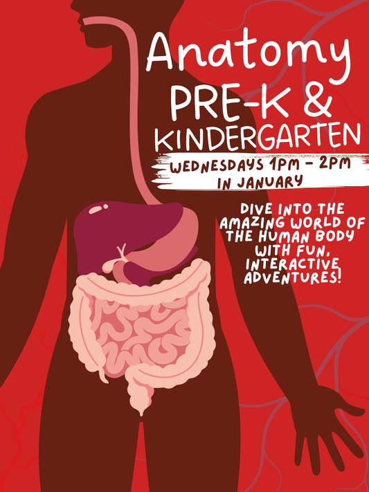 Pre-K & K Anatomy